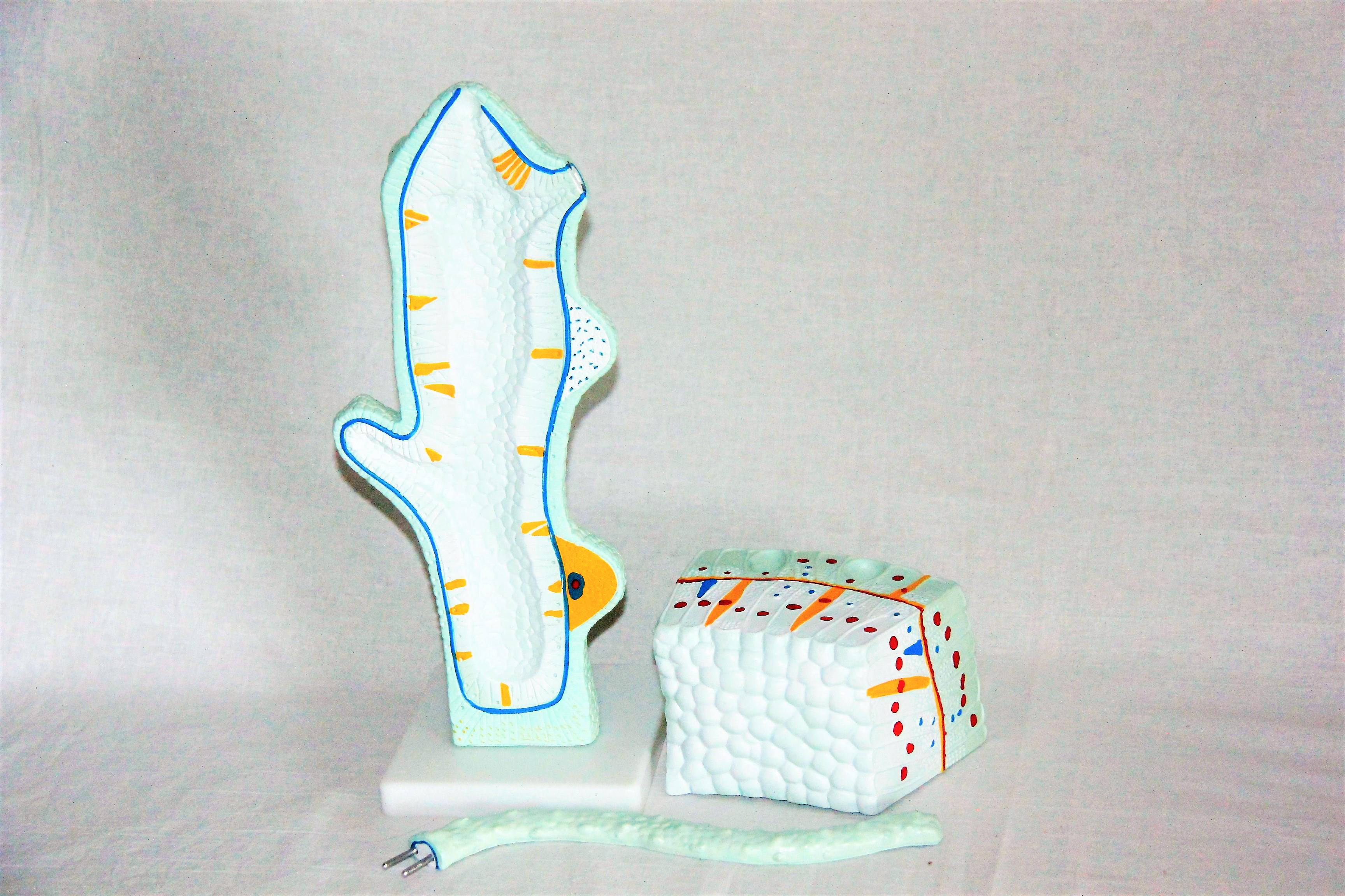 Модель Гідра Руді пластикова 33х13х12 см (Д991у) - фото 2 Модель Гідра Руді пластикова 33х13х12 см (Д991у) - фото 2