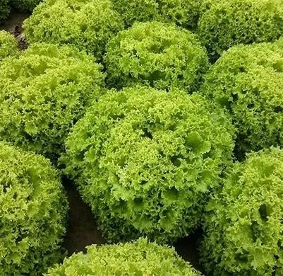 Насіння Салат Лолло Біонда Enza Zaden ILEMA Organic 1 000 шт. (1993642295) Насіння Салат Лолло Біонда Enza Zaden ILEMA Organic 1 000 шт. (1993642295)