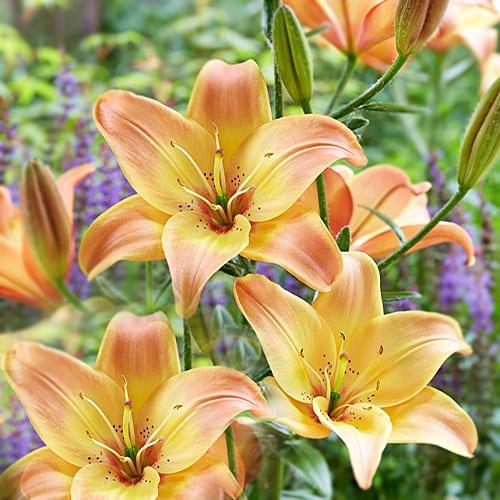 Лилия Florium Easy Fantasy (13636) - фото 2 Лилия Florium Easy Fantasy (13636) - фото 2