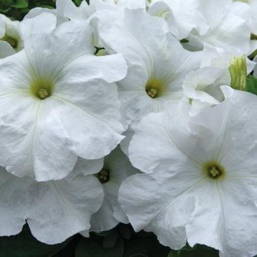 Семена цветов Hem Genetics Петуния крупноцветковая Limbo GP White 500 шт. (BN09392-2)