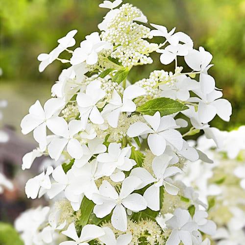 Гортензия Florium Levana (2739)