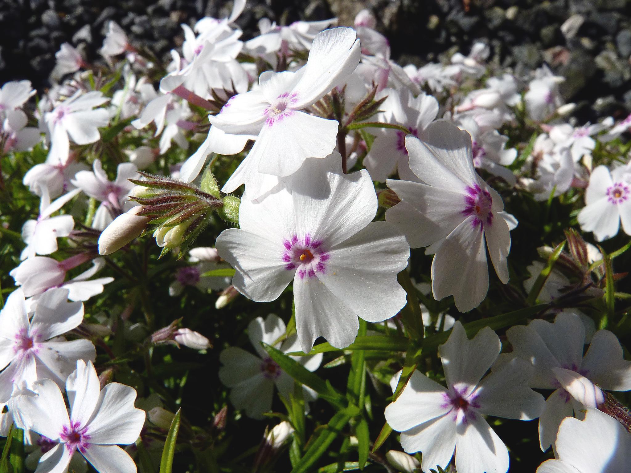 Флокс шиловидный Dobrodar Phlox Amazinq Grace 1 шт. (38293386)