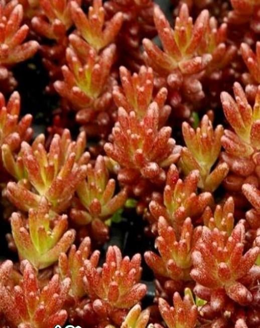 Саженец Очиток Белый Атропурпуреум Sedum album Аtropurpureum Р9 (2-65)