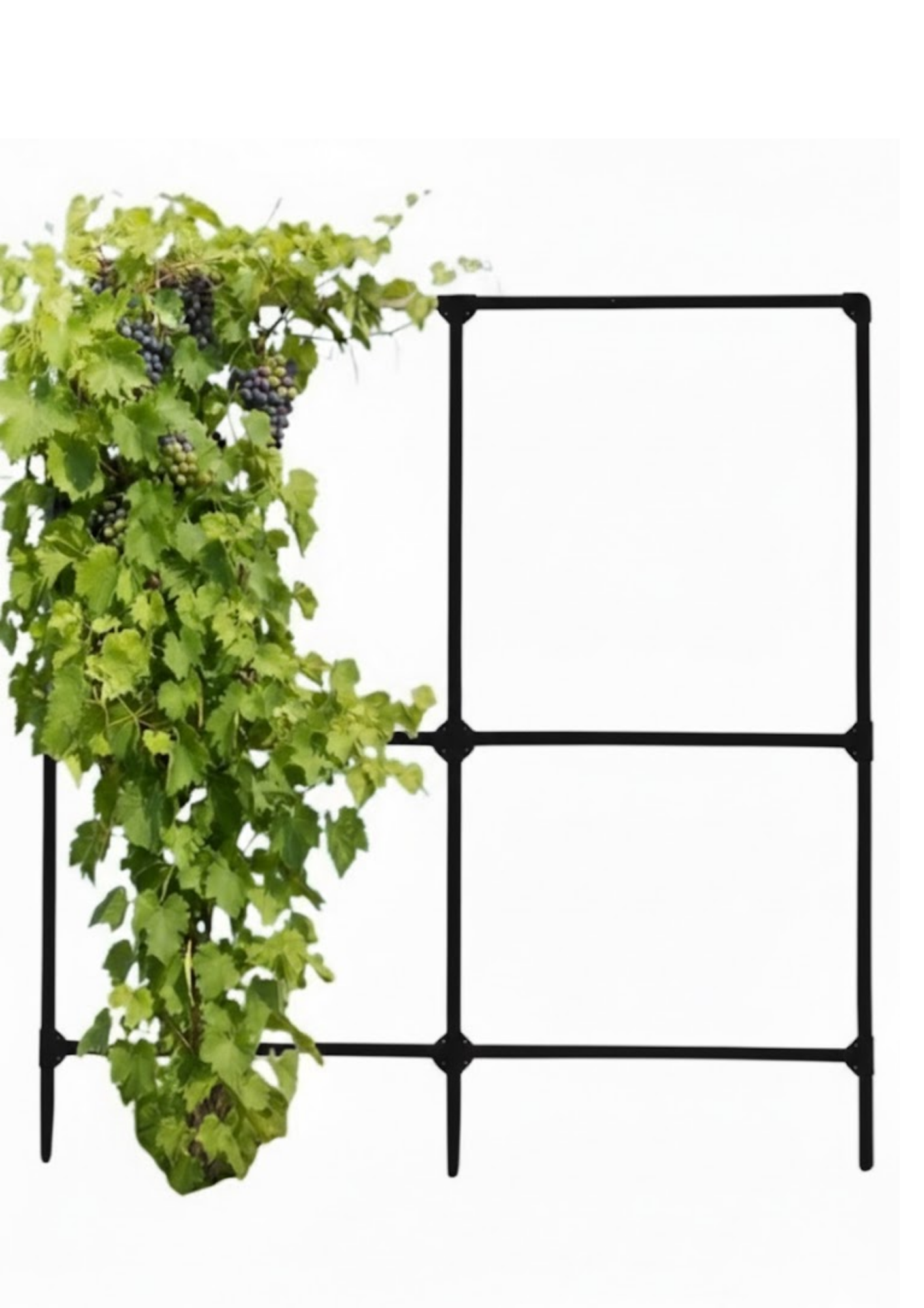 Шпалера для винограда SIMBUD 200х200см цинк RAL9005 (31992649)