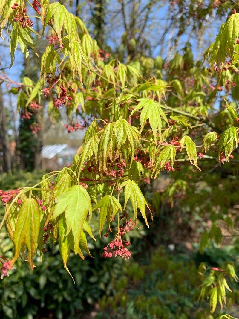 Семена Клен японский Acer japonicum пальмолистный 10 шт. - фото 5