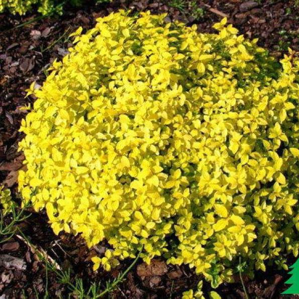 Саджанець спіреї японської Spiraea japonica Golden Carpet Р9 (769033796) - фото 3 Саджанець спіреї японської Spiraea japonica Golden Carpet Р9 (769033796) - фото 3