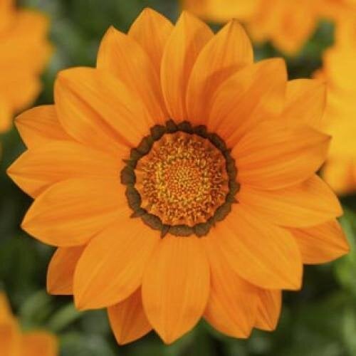 Семена цветов Газания жестковатая Syngenta Big Kiss Orange 1000 шт. (BN08417)