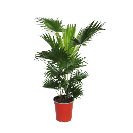 Пальма Лівістона (28003376)