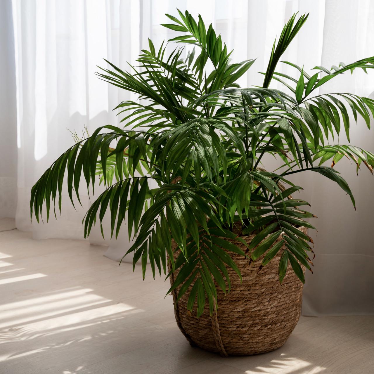 Субстрат Biovita для пальм/юк и драцен 20 л - фото 5 Субстрат Biovita для пальм/юк и драцен 20 л - фото 5