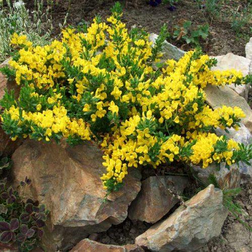 Ракитник Vanesse Florium