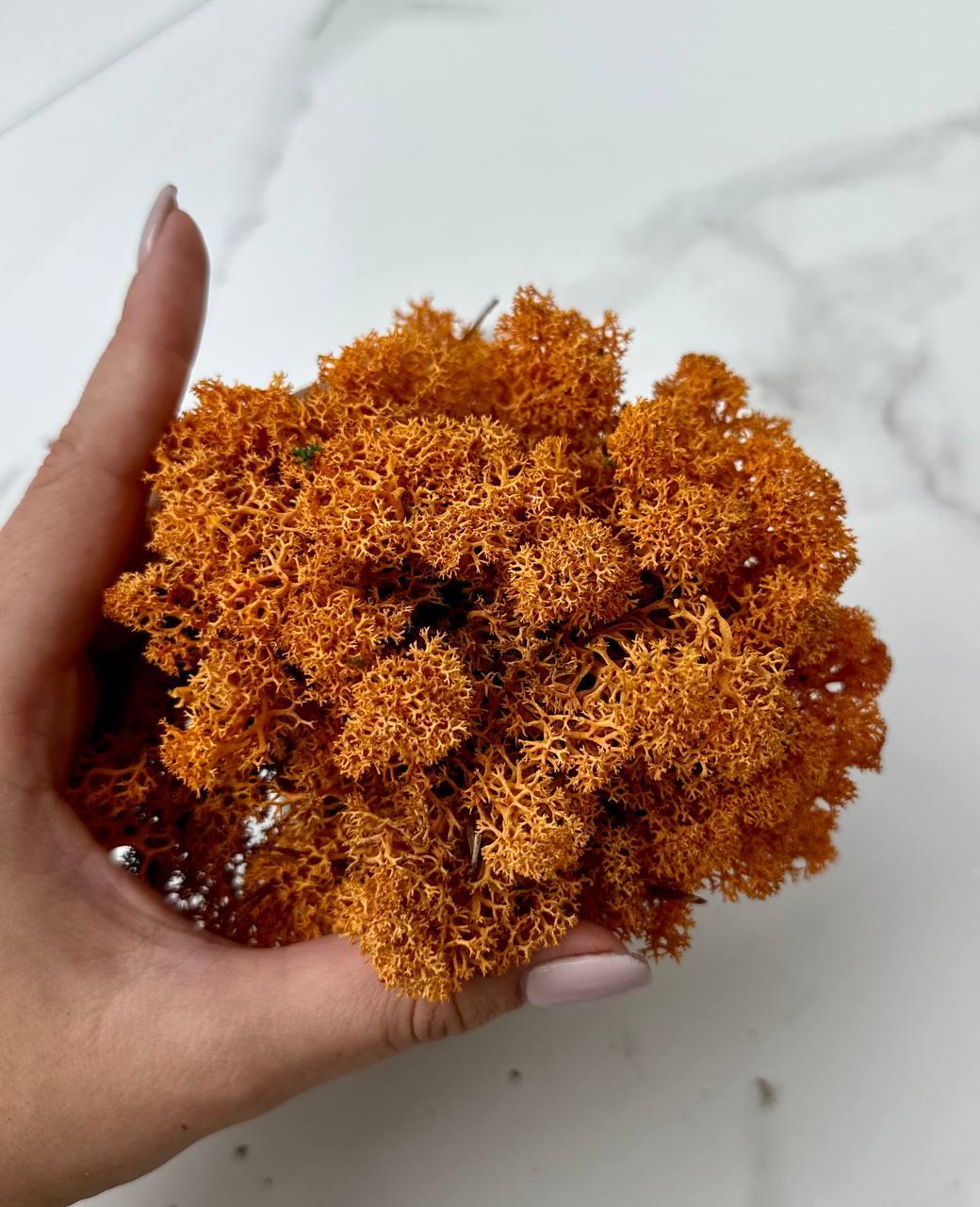 Стабилизированный мох Autumn (20698567) - фото 3 Стабилизированный мох Autumn (20698567) - фото 3