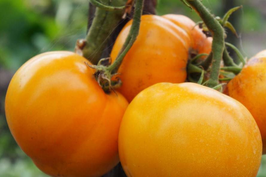 Насіння Томат Хурма 0,1 г 30 шт. помаранчевий середньостиглий високорослий (RS-00830)