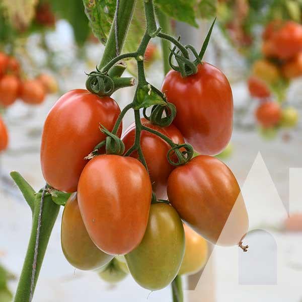 Томат Пьетроне F1, 500 шт., Southern Seed