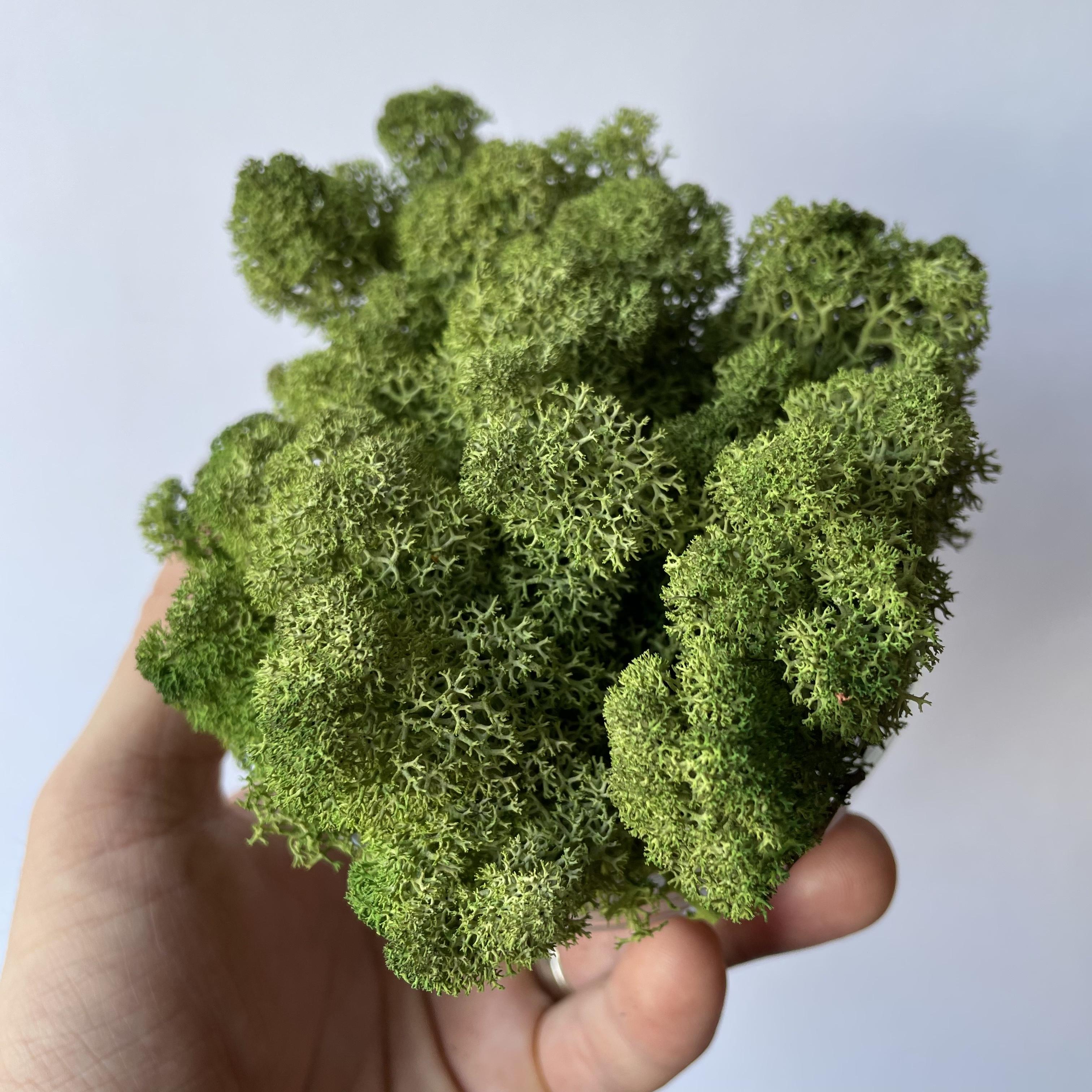 Стабілізований мох норвезький ягель 2 кг Зелений дуб (27323056) - фото 8 Стабілізований мох норвезький ягель 2 кг Зелений дуб (27323056) - фото 8