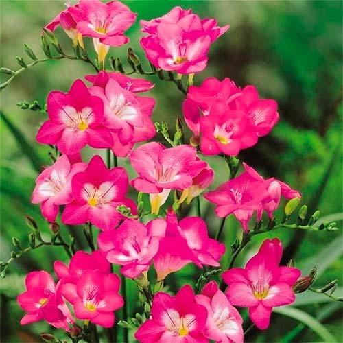 Фрезия Florium Single Pink (12614)