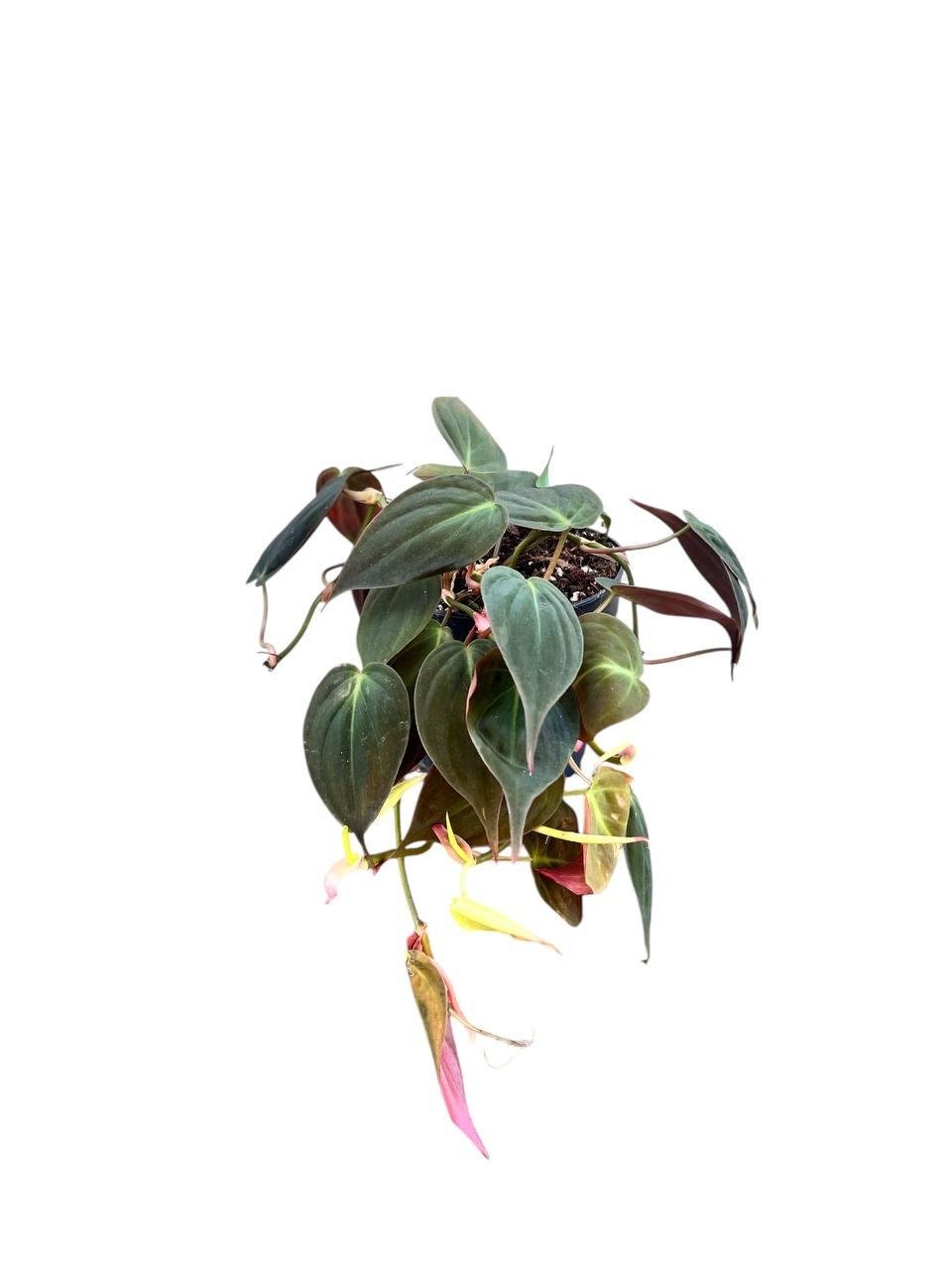 Филодендрон Миканс 12/30 см (2684539236) Филодендрон Миканс 12/30 см (2684539236)