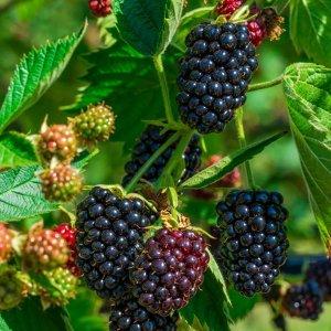 Саджанець ожини Вальдо (2085823940)