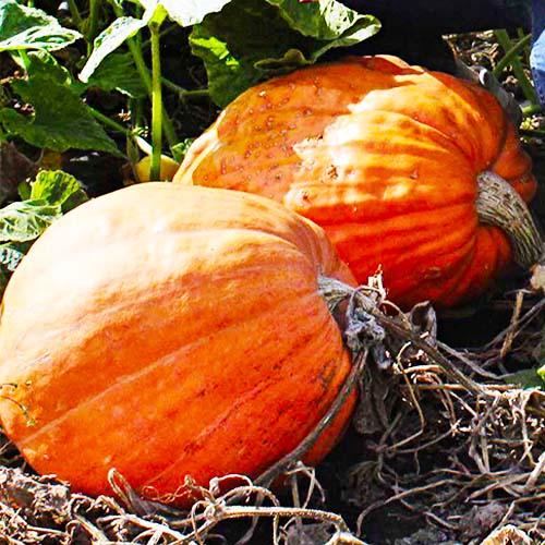 Семена Гарбуз Florium Атлант (18144)