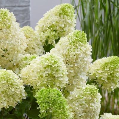 Саджанець гортензії волотистоії Skyfall Скайфол горщик р9 (2075764918)