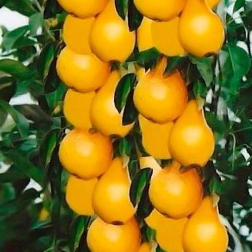 Сажанец Груша колоновидная Изумруд (52671)