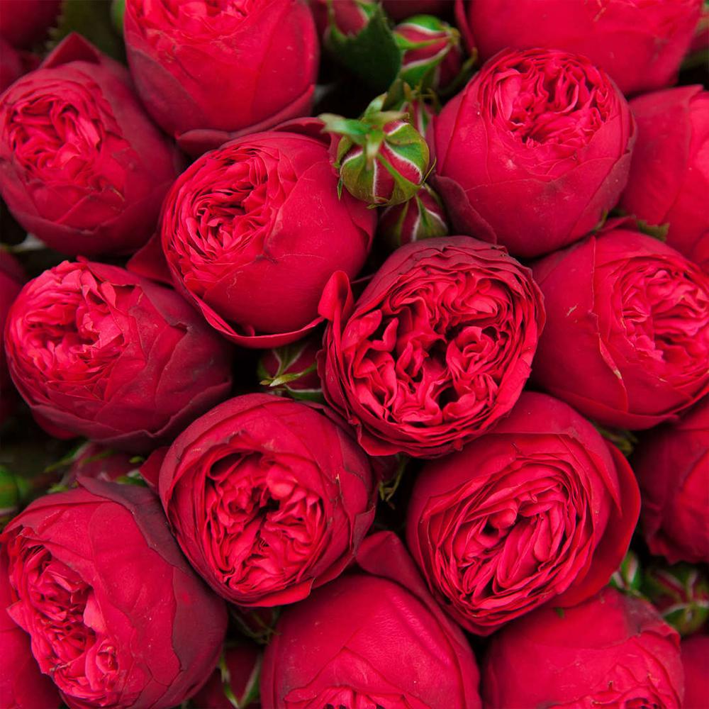 Саженец английских пионовидных роз Пиано (14965147)