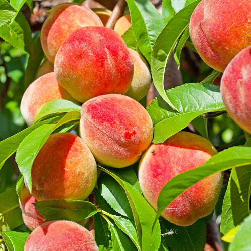 Саджанець раннього персика Харбінгер (2098005893)