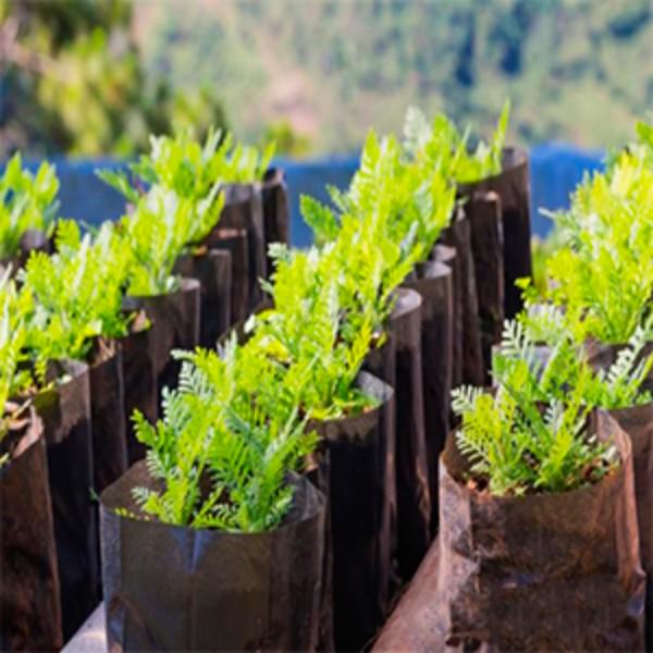 Рукав поліетиленовий для розсади 40 мкм 80 мм 500 м Чорний (28064351) - фото 3 Рукав поліетиленовий для розсади 40 мкм 80 мм 500 м Чорний (28064351) - фото 3