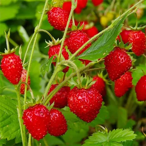 Саженцы земляники Регина в горшке 0,5 л