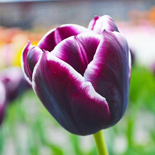 Тюльпан Florium Jackp (9763)