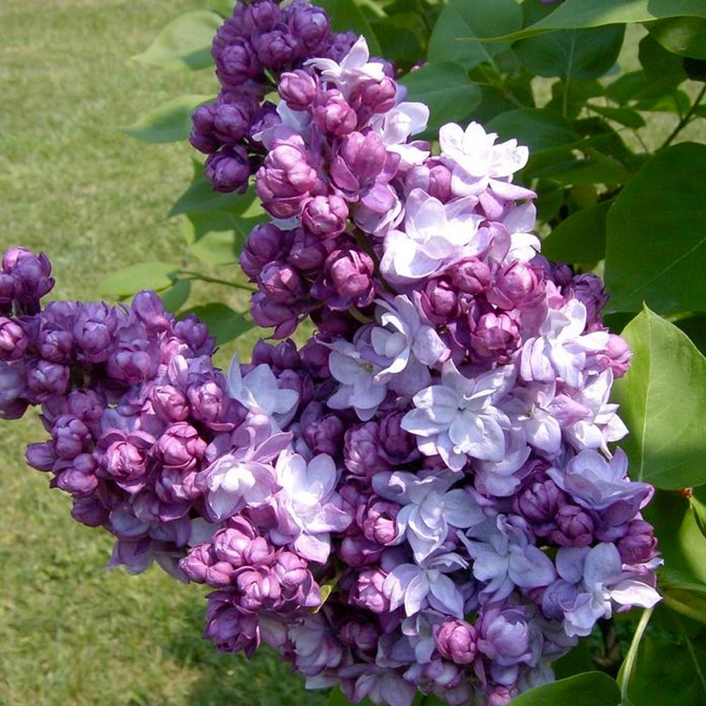 Саджанець бузку Тарас Бульба щеплена (14965047)