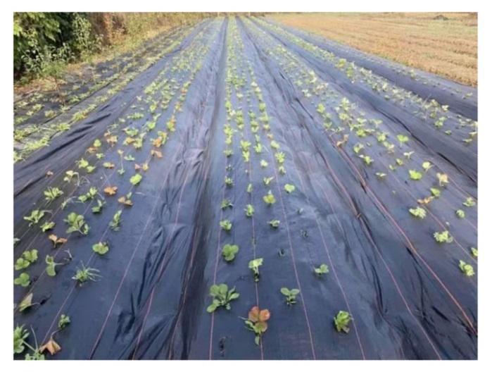 Агроткань Premium-Agro 100 г/кв. м 1,05 м Черный (27817512) - фото 2