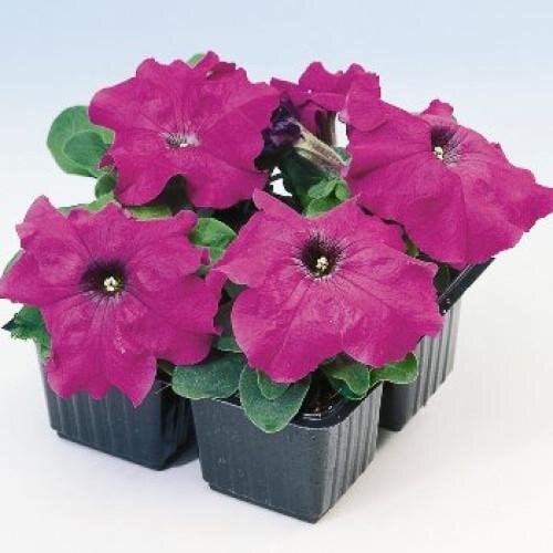 Семена цветов Hem Genetics Петуния крупноцветковая Limbo GP Violet 1000 шт. (BN09391)