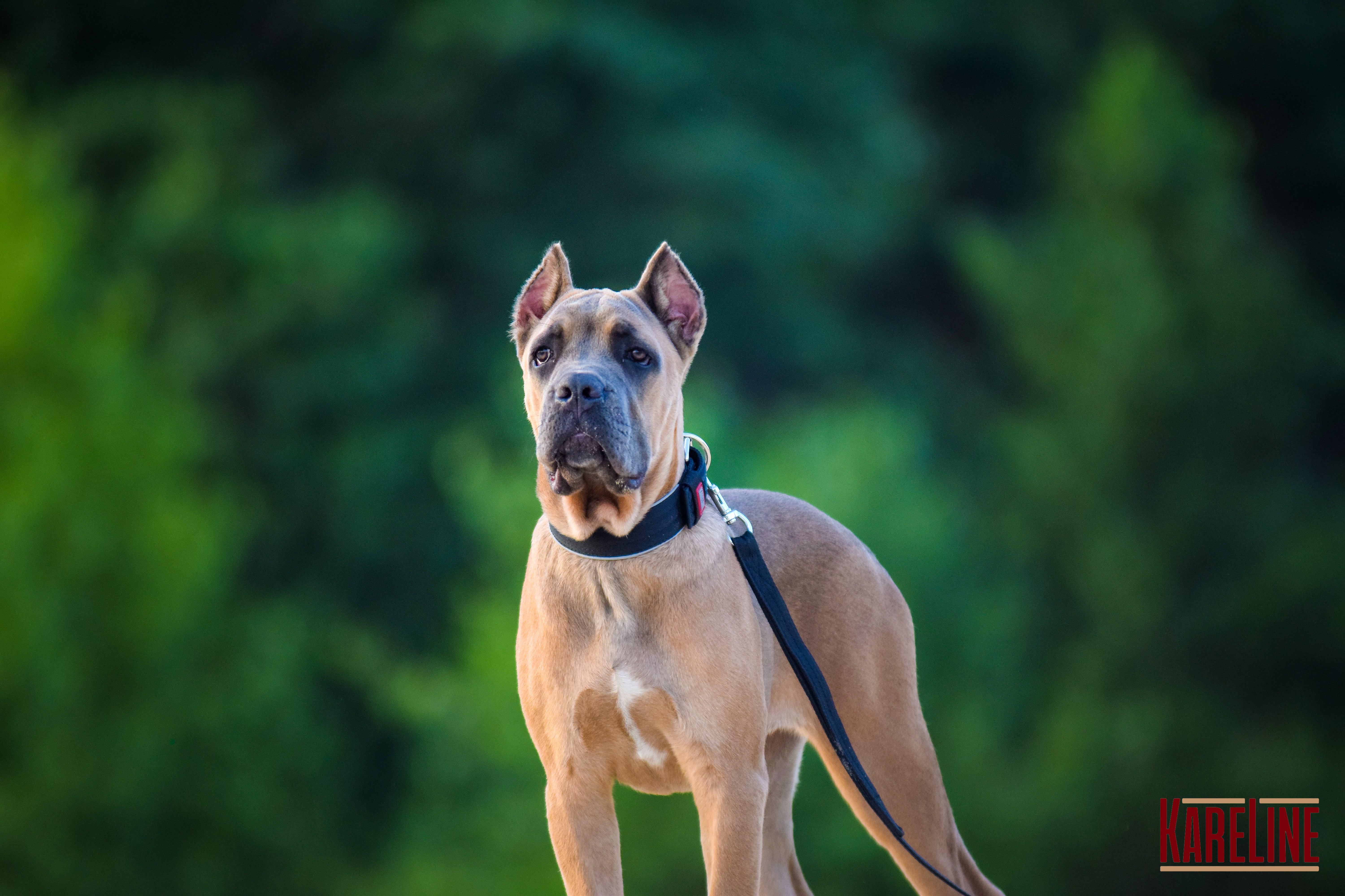 Ошейник KareLine усиленный нейлоновый со светоотражающим кантом 48 мм 550-640 мм Черный (0957/1) - фото 3 Ошейник KareLine усиленный нейлоновый со светоотражающим кантом 48 мм 550-640 мм Черный (0957/1) - фото 3