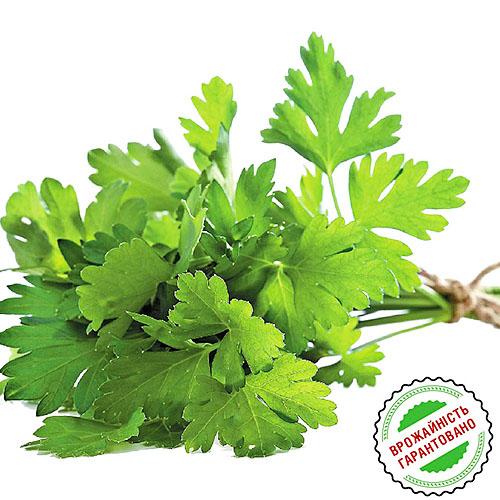 Насіння Петрушка Florium Гігант де Італія (4251) - фото 2 Насіння Петрушка Florium Гігант де Італія (4251) - фото 2