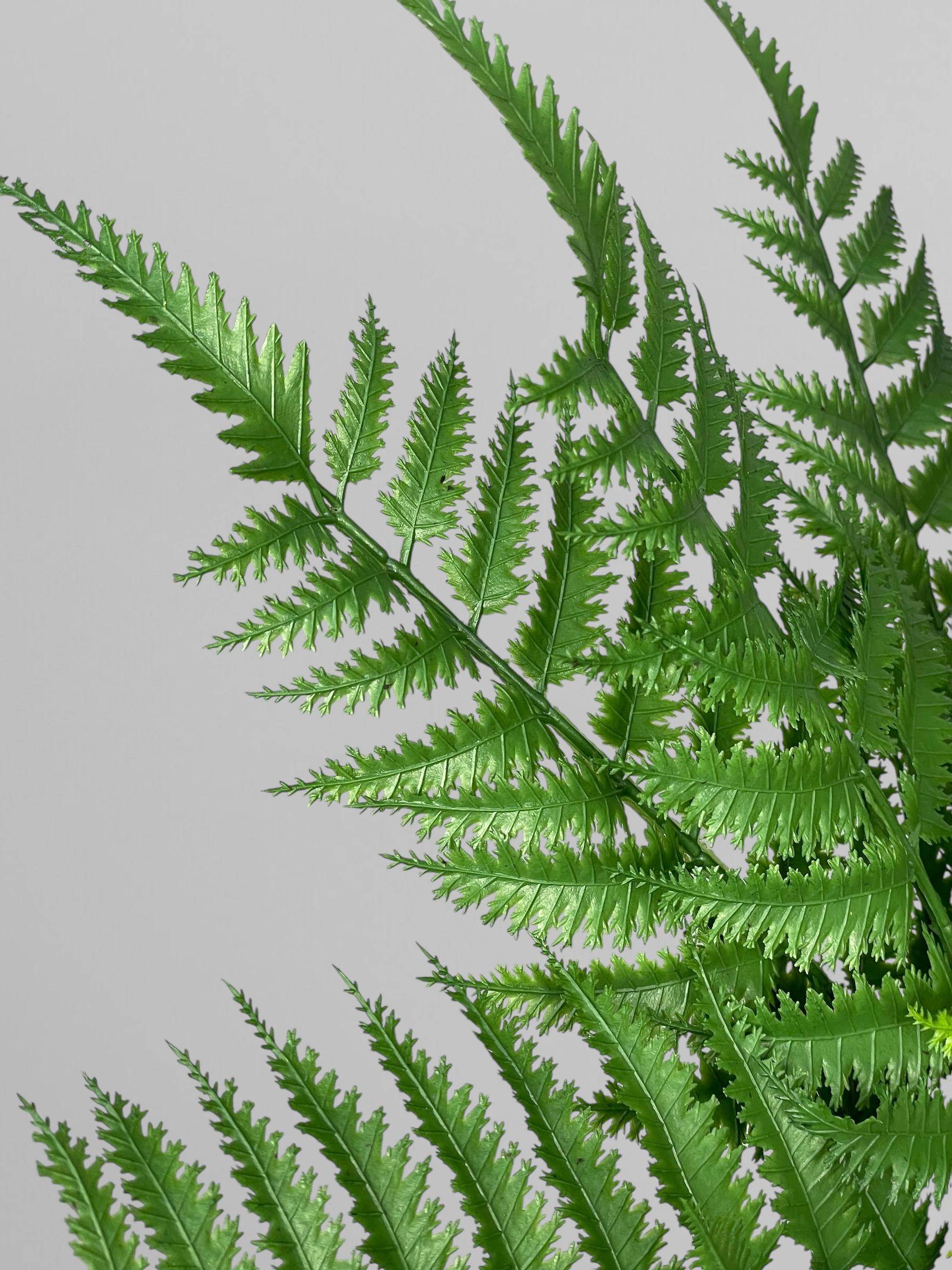 Искусственный многорядник 47 см Зеленый (Р02004) - фото 3 Искусственный многорядник 47 см Зеленый (Р02004) - фото 3