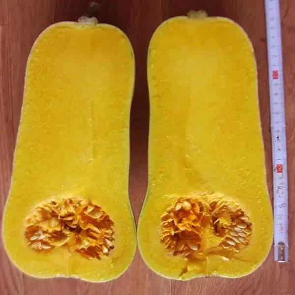 Насіння Гарбуз Clause SIBEL F1 1 000 шт. (2289415861.5) Насіння Гарбуз Clause SIBEL F1 1 000 шт. (2289415861.5)