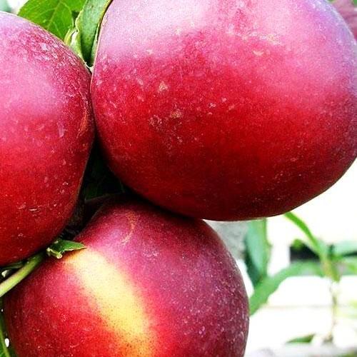 Сажанець Нектарин Леді Еріка лисий персик літній сорт пізній термін дозрівання (44002)