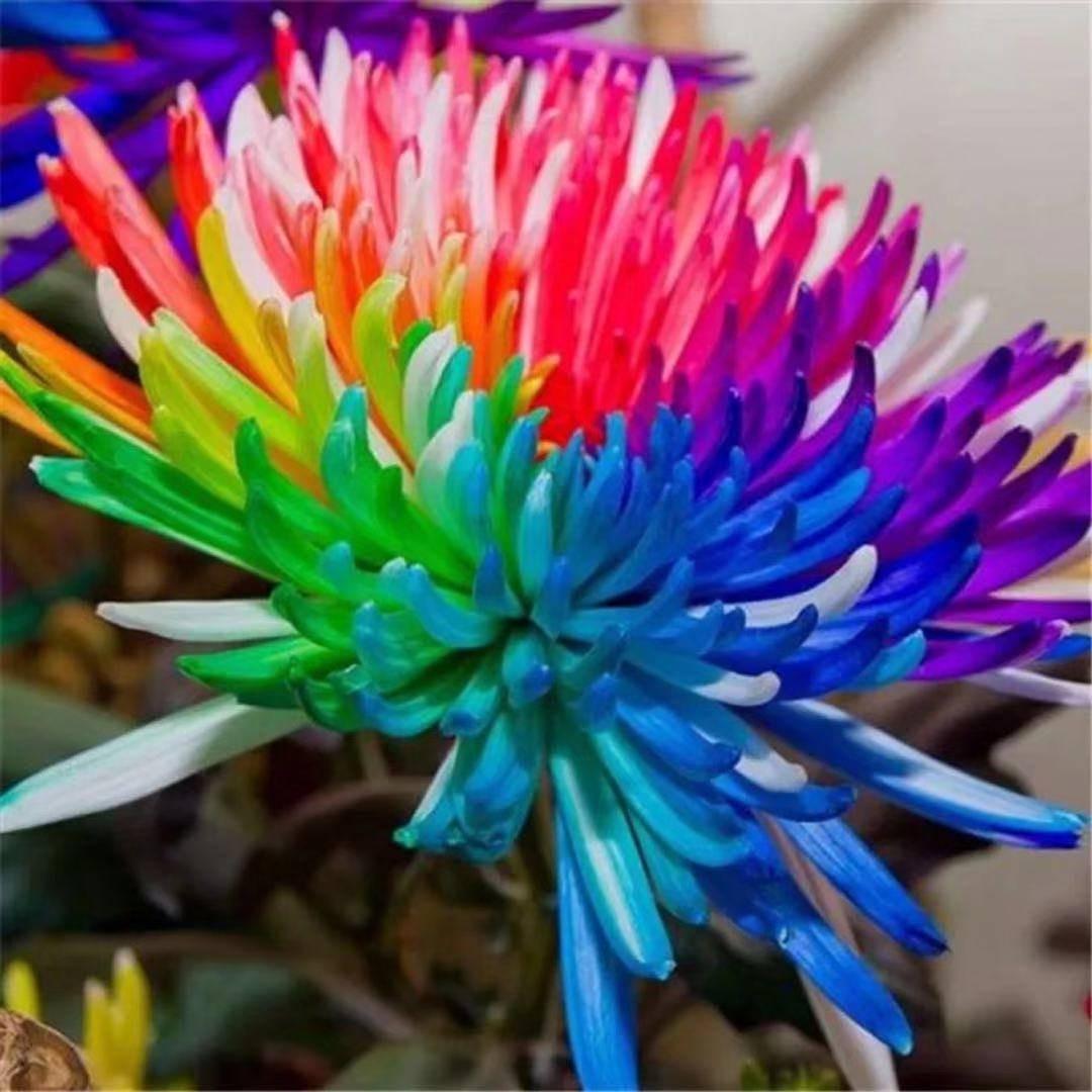 Семена австралийской радужной хризантемы 20 шт. - фото 4 Семена австралийской радужной хризантемы 20 шт. - фото 4