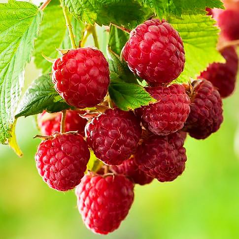 Саженец малины летней Octavia поздняя зимостойкая (1033646856)