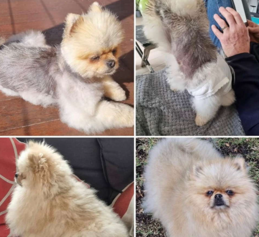 Лосьон успокаивающий для собак DERMagic Skin Rescue при аллергиях/перхоти/зуде/118 мл (27558124) - фото 5