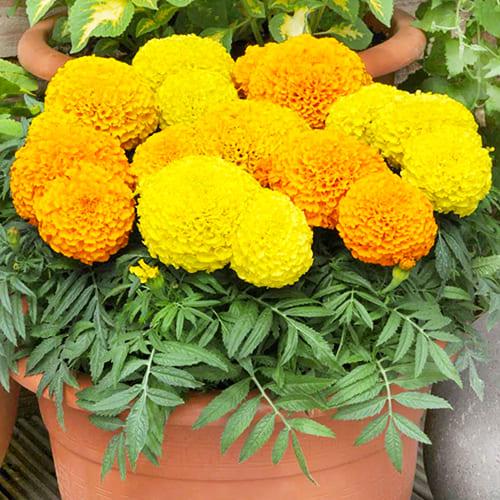 Семена Бархатцы Высокорослые Florium смесь