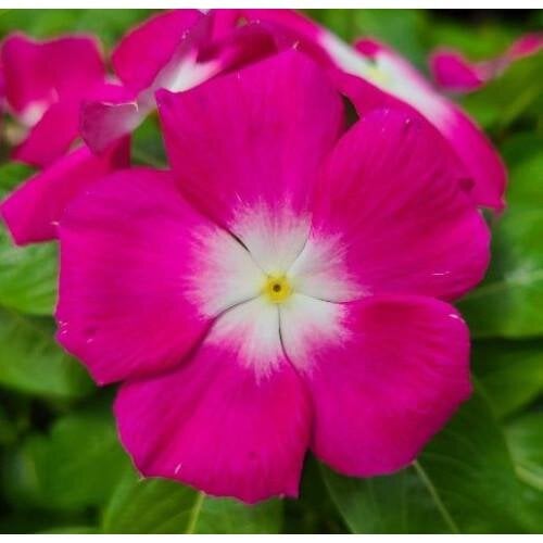 Семена цветов Катарантус белый Cora XDR Magenta Halo Syngenta 50 шт. (BN12029-3)