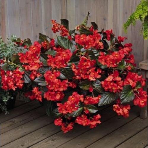 Семена цветов Бегония BIG DeluXXe Red Bronze Leaf (BN07312-2)