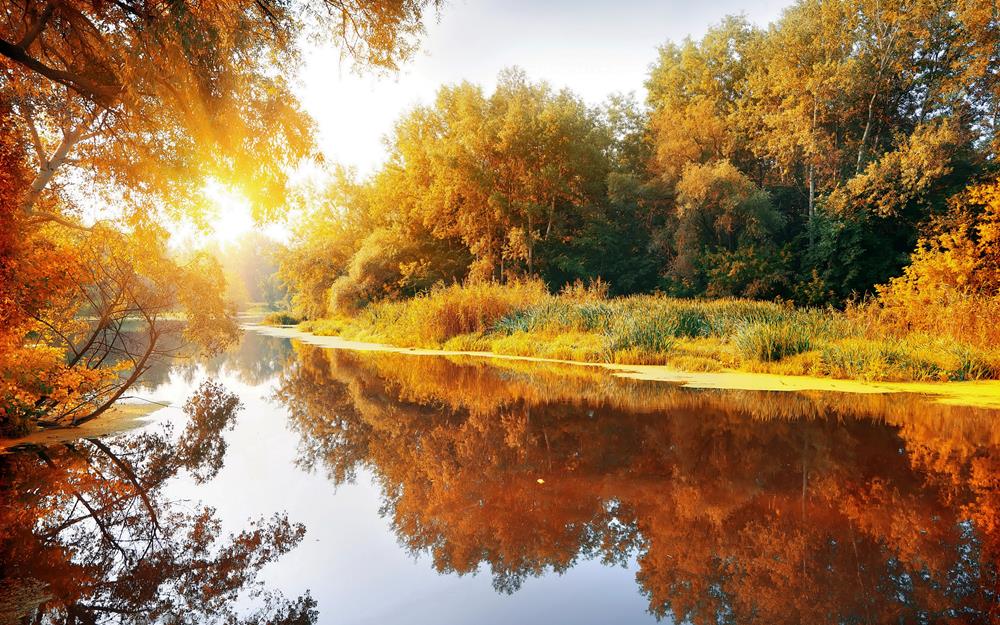 Картина Природа PR088 55х85 см