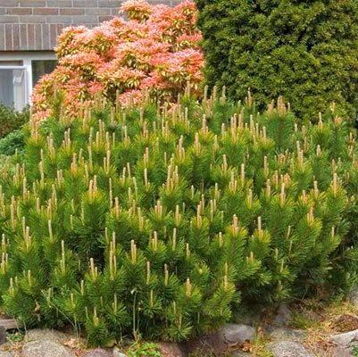 Саженец сосны горной Pinus mugo Mughus Р9 (1042500753)