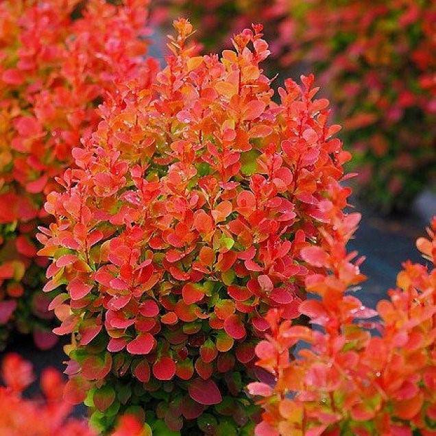 Саженец барбариса Тунберга Orange Rocket Р9 (857129363) - фото 3 Саженец барбариса Тунберга Orange Rocket Р9 (857129363) - фото 3