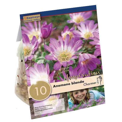 Анемона Florium Charmer (18288)