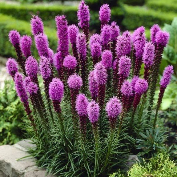 Лиатрис Спиката Spicata 12 шт. (38293367)