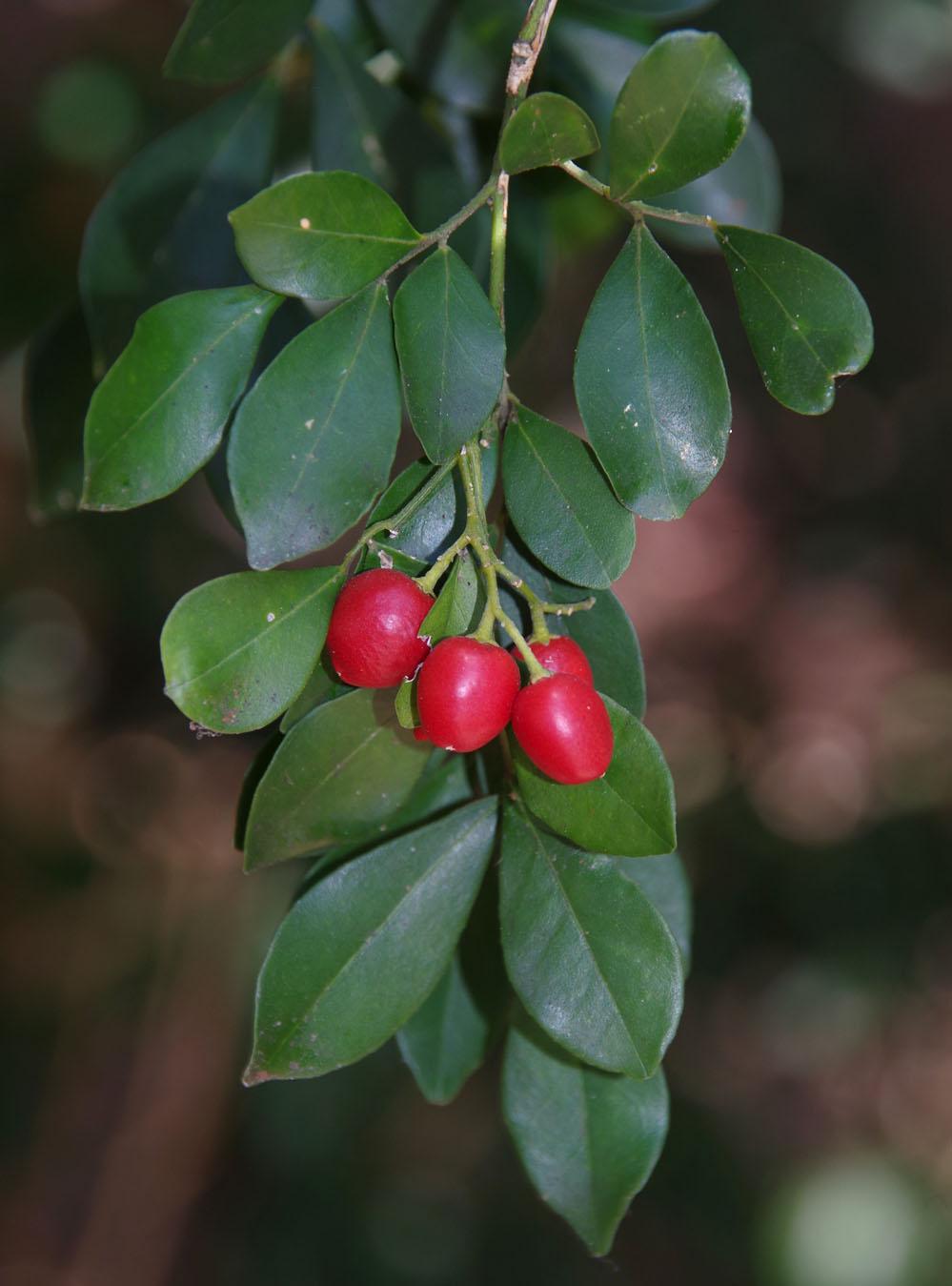 Муррайя метельчатая Murraya paniculata - фото 5