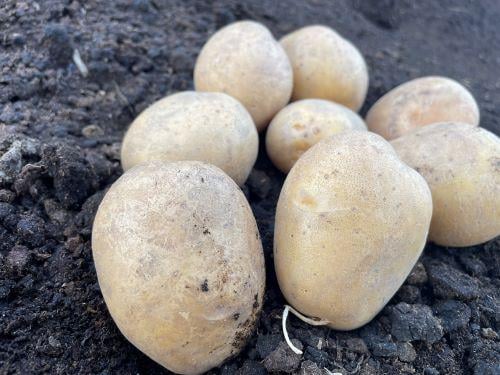 Семенной картофель Мелоди 5 кг (00525) - фото 3 Семенной картофель Мелоди 5 кг (00525) - фото 3